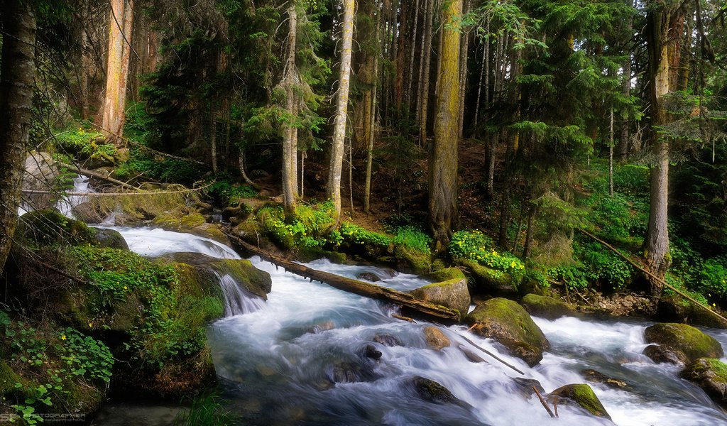 Обои деревья, лес, ручей, водопад, горная речка, trees, forest, stream, waterfall, mountain river разрешение 1920x1080 Загрузить