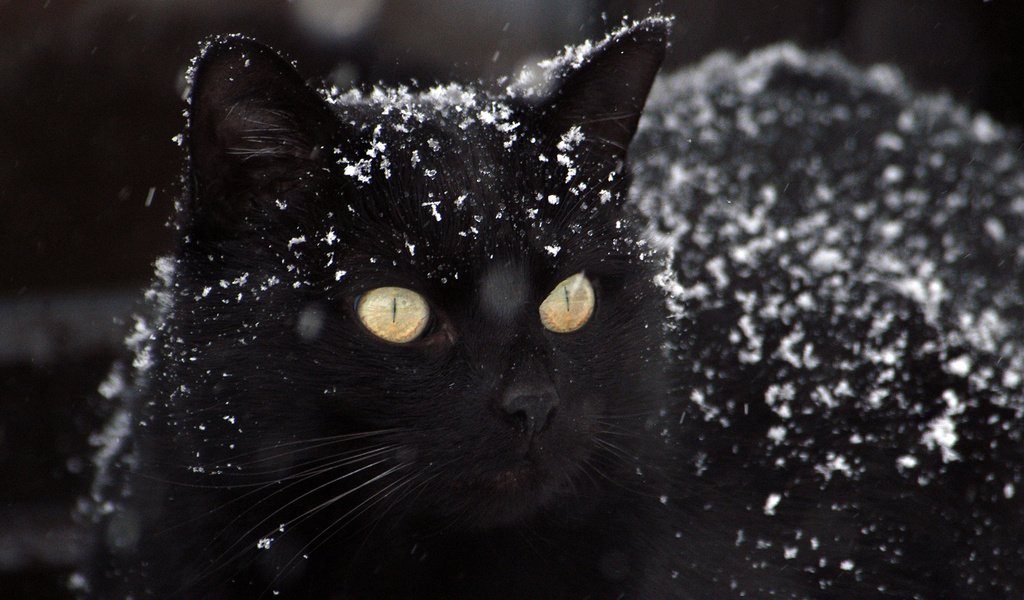 Обои глаза, снег, фон, кот, усы, кошка, взгляд, черный, eyes, snow, background, cat, mustache, look, black разрешение 2880x1800 Загрузить