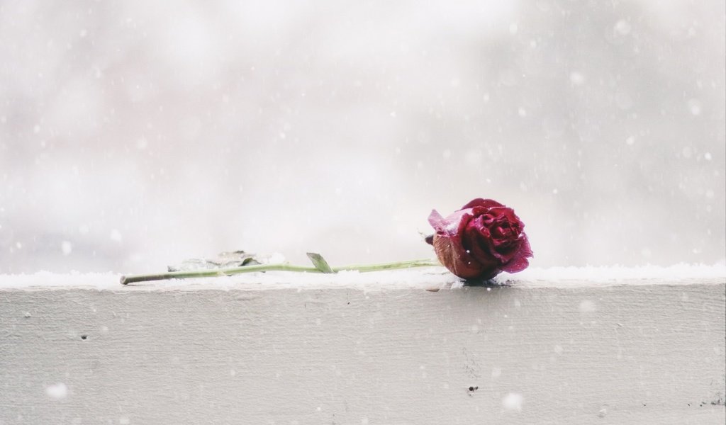 Обои снег, цветок, роза, snow, flower, rose разрешение 1920x1200 Загрузить