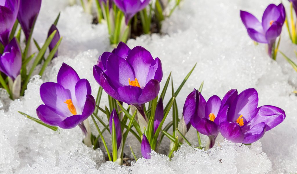 Обои цветы, снег, весна, крокусы, flowers, snow, spring, crocuses разрешение 3840x2400 Загрузить