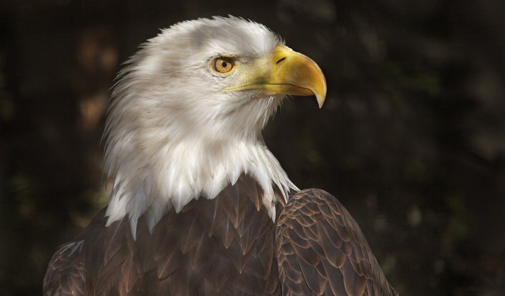 Обои хищник, птица, клюв, перья, белоголовый орлан, predator, bird, beak, feathers, bald eagle разрешение 2048x1365 Загрузить