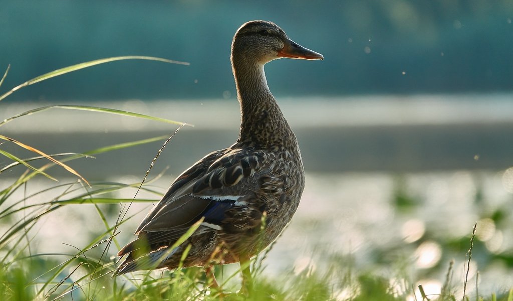 Обои трава, вода, птица, утка, grass, water, bird, duck разрешение 2736x1824 Загрузить