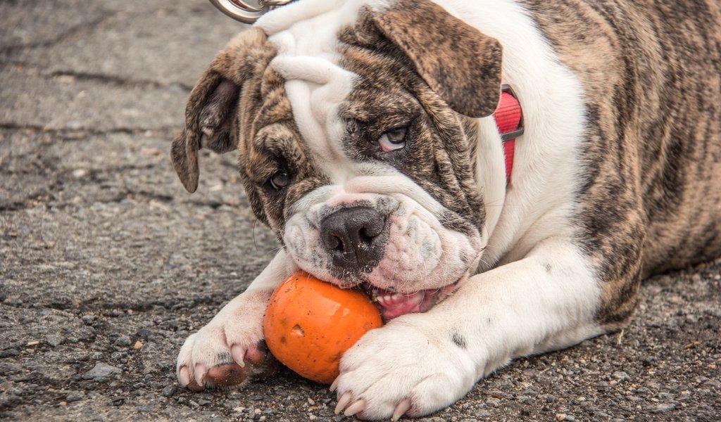 Обои мордочка, взгляд, собака, лапки, английский бульдог, muzzle, look, dog, legs, english bulldog разрешение 5184x3456 Загрузить