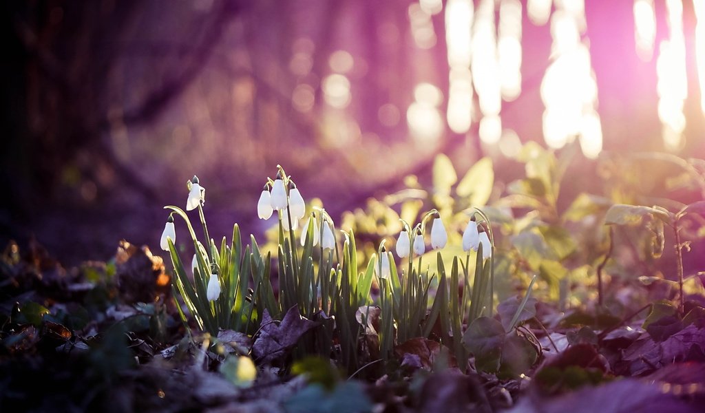 Обои цветы, весна, белые, подснежники, боке, flowers, spring, white, snowdrops, bokeh разрешение 2560x1600 Загрузить