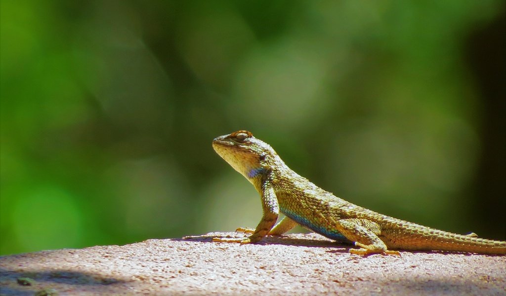 Обои ящерица, зеленый фон, рептилия, пресмыкающиеся, lizard, green background, reptile, reptiles разрешение 4000x3000 Загрузить