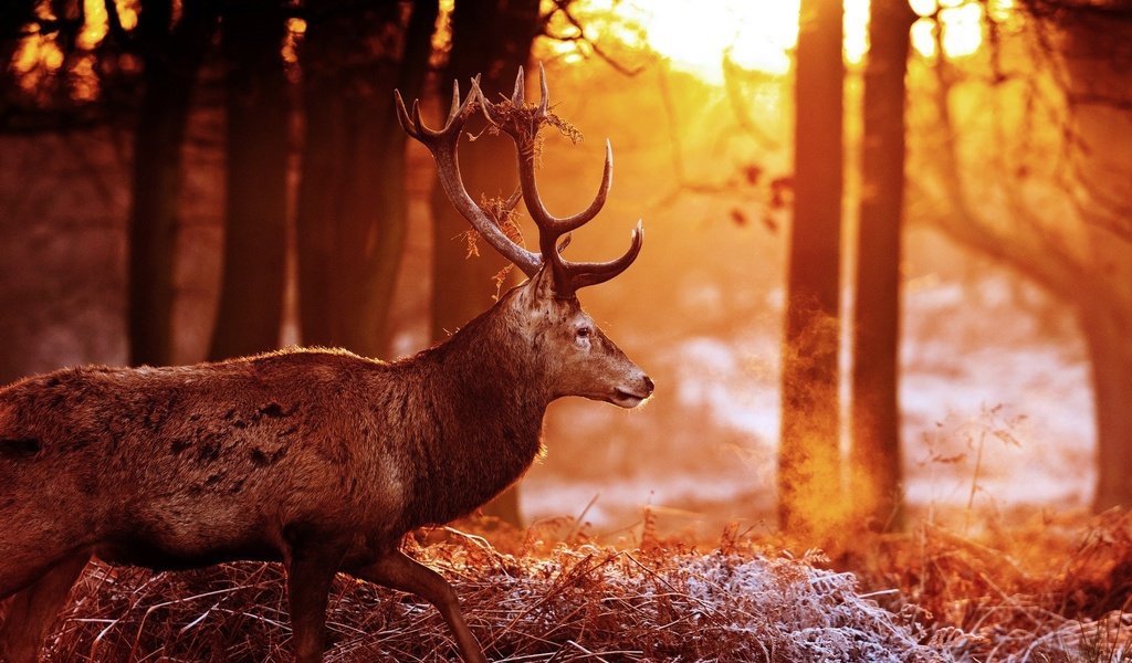 Обои деревья, лес, олень, блики, рога, солнечные лучи, trees, forest, deer, glare, horns, the sun's rays разрешение 2048x1360 Загрузить