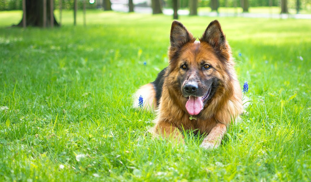 Обои цветы, трава, собака, язык, немецкая овчарка, flowers, grass, dog, language, german shepherd разрешение 1920x1200 Загрузить