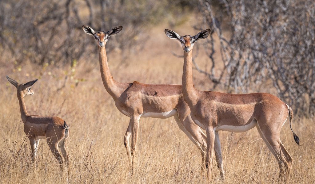 Обои африка, антилопа, геренук, жирафовая газель, africa, antelope, gerenuk, giraffidae gazelle разрешение 2499x1666 Загрузить