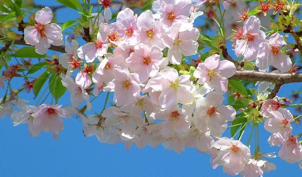 Обои природа, цветение, ветви, весна, сакура, nature, flowering, branch, spring, sakura разрешение 1920x1200 Загрузить