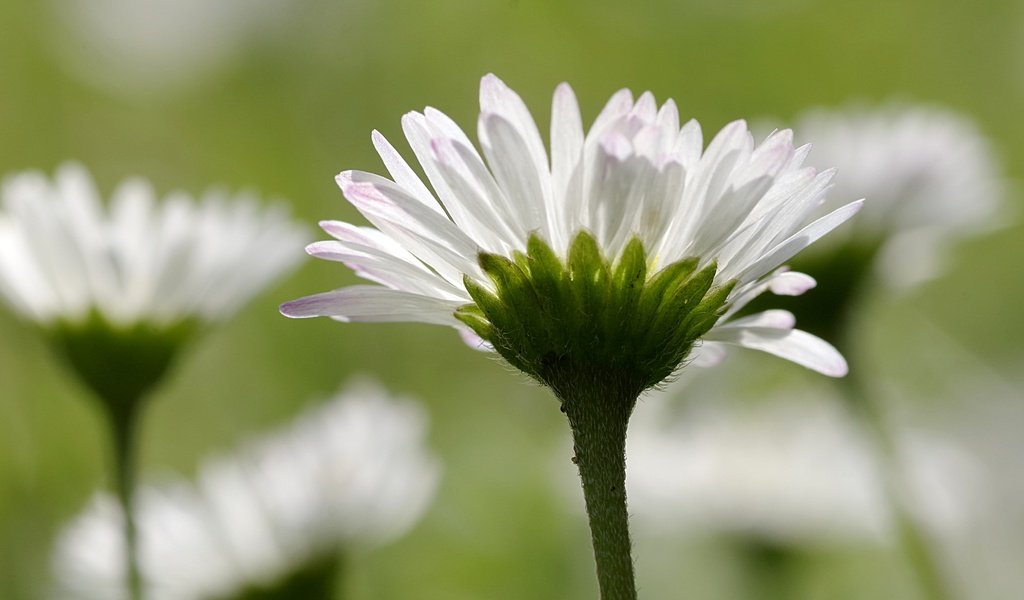 Обои цветы, лепестки, размытость, ромашки, белые, стебли, flowers, petals, blur, chamomile, white, stems разрешение 4208x2720 Загрузить