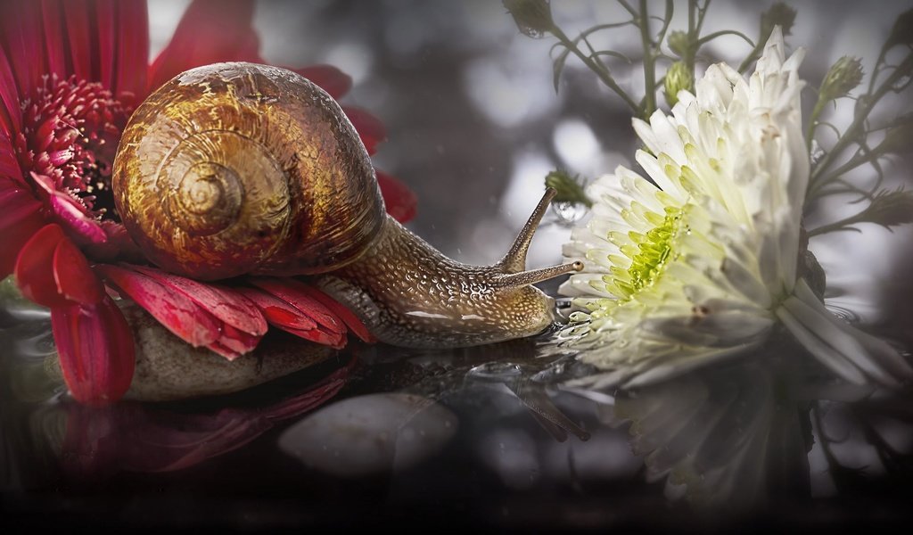 Обои цветы, макро, отражение, улитка, flowers, macro, reflection, snail разрешение 2048x1135 Загрузить