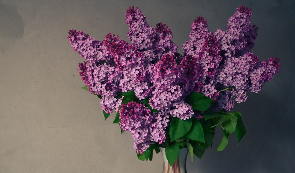 Обои цветы, весна, букет, ваза, сирень, композиция, flowers, spring, bouquet, vase, lilac, composition разрешение 3456x2304 Загрузить