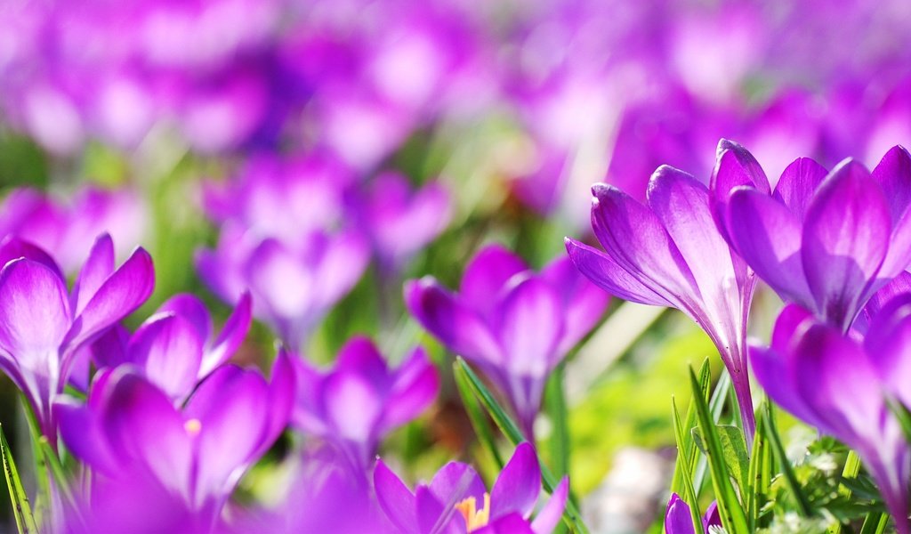 Обои цветы, весна, фиолетовые, крокусы, flowers, spring, purple, crocuses разрешение 2560x1440 Загрузить
