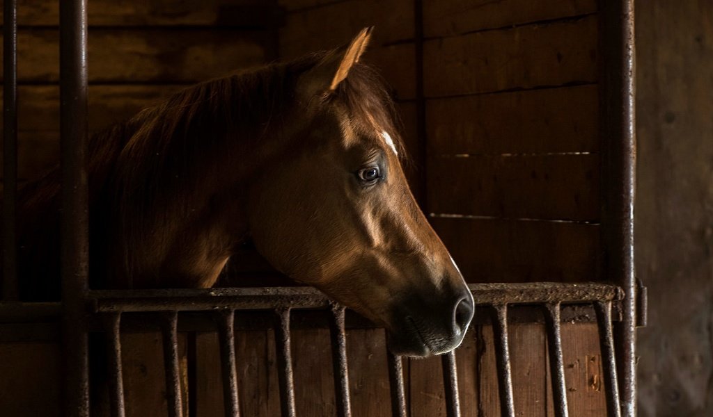 Обои лошадь, фон, конь, грива, стойло, horse, background, mane, stall разрешение 2435x1088 Загрузить