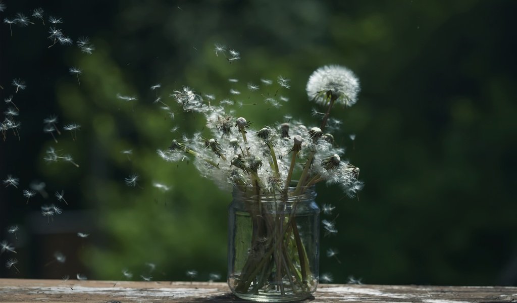 Обои цветы, фон, семена, одуванчики, банка, пушинки, былинки, flowers, background, seeds, dandelions, bank, fuzzes, blade разрешение 2048x1365 Загрузить