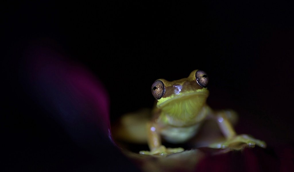 Обои глаза, лягушка, черный фон, животное, земноводное, eyes, frog, black background, animal, amphibian разрешение 2048x1275 Загрузить