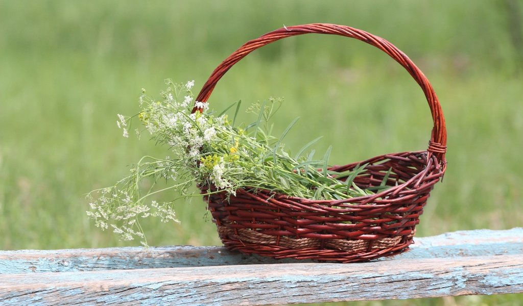 Обои фон, корзина, полевые цветы, лавочка, тысячелистник, background, basket, wildflowers, shop, yarrow разрешение 1920x1280 Загрузить