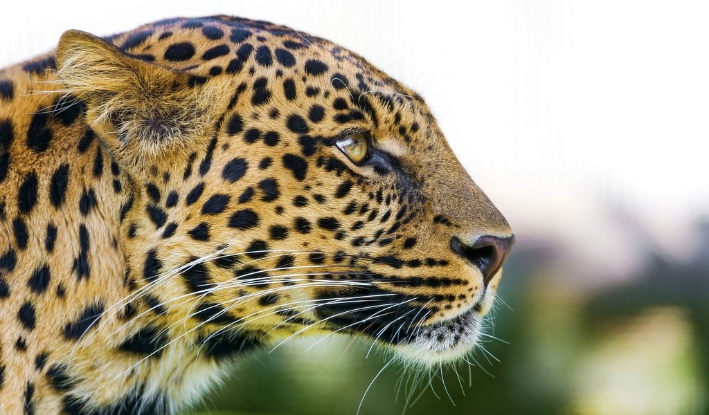 Обои морда, леопард, хищник, профиль, большая кошка, face, leopard, predator, profile, big cat разрешение 2560x1440 Загрузить