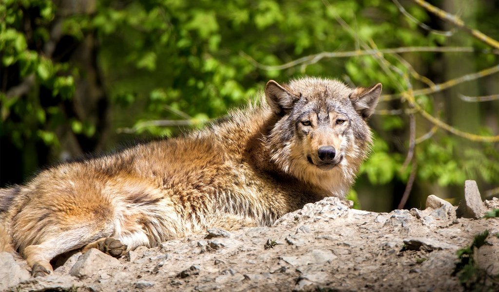 Обои лежит, хищник, волк, lies, predator, wolf разрешение 2048x1365 Загрузить