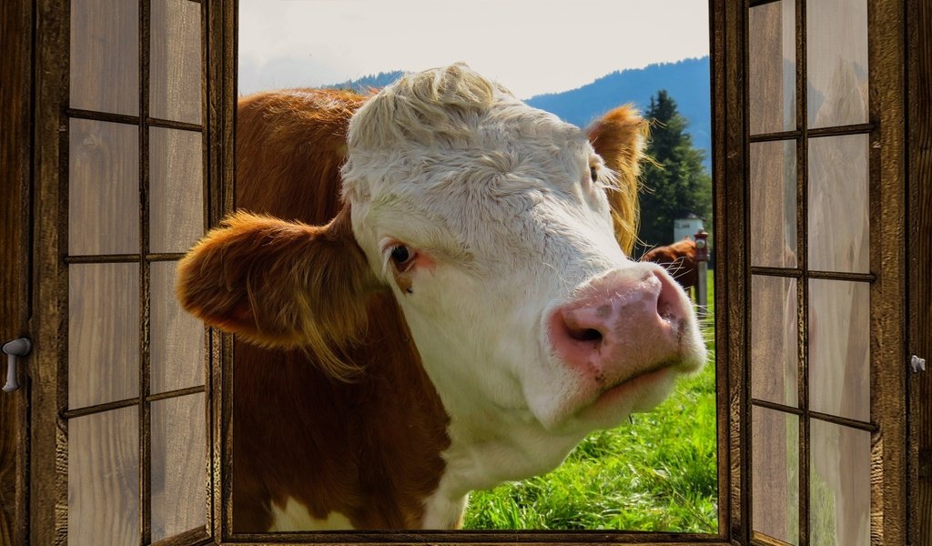 Обои морда, окно, любопытство, корова, ферма, face, window, curiosity, cow, farm разрешение 1920x1080 Загрузить