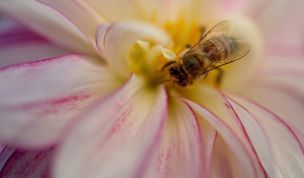 Обои насекомое, цветок, лепестки, пчела, георгин, insect, flower, petals, bee, dahlia разрешение 2048x1365 Загрузить