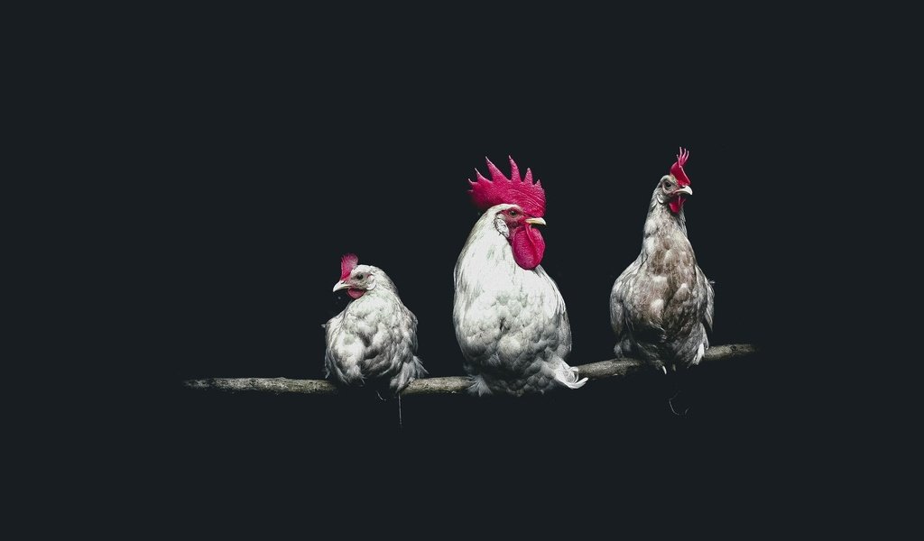 Обои птицы, черный фон, петух, курицы, birds, black background, cock, chicken разрешение 2000x1333 Загрузить