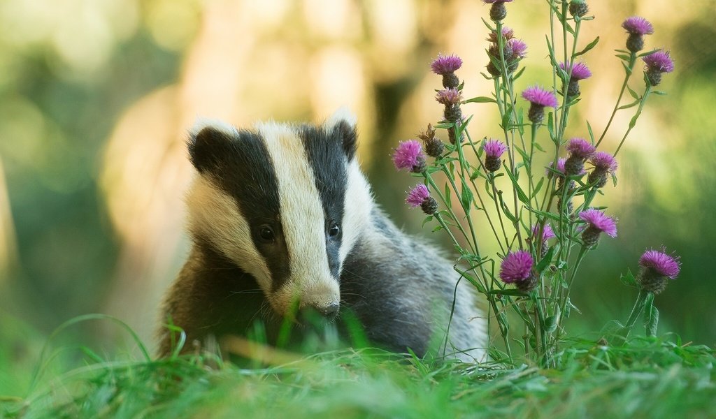 Обои цветы, трава, природа, животное, барсук, flowers, grass, nature, animal, badger разрешение 1920x1200 Загрузить