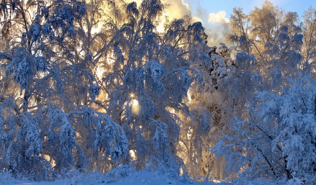 Обои снег, природа, лес, зима, ветки,     деревья, snow, nature, forest, winter, branches, trees разрешение 3456x2304 Загрузить