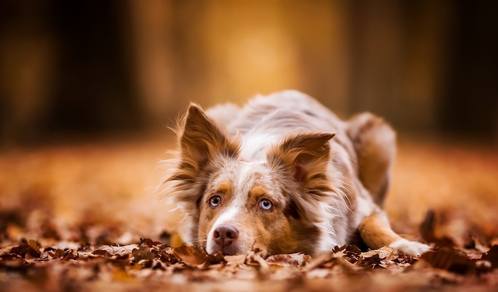 Обои листва, осень, собака, лежит, рыжая, австралийская овчарка, foliage, autumn, dog, lies, red, australian shepherd разрешение 3840x2160 Загрузить