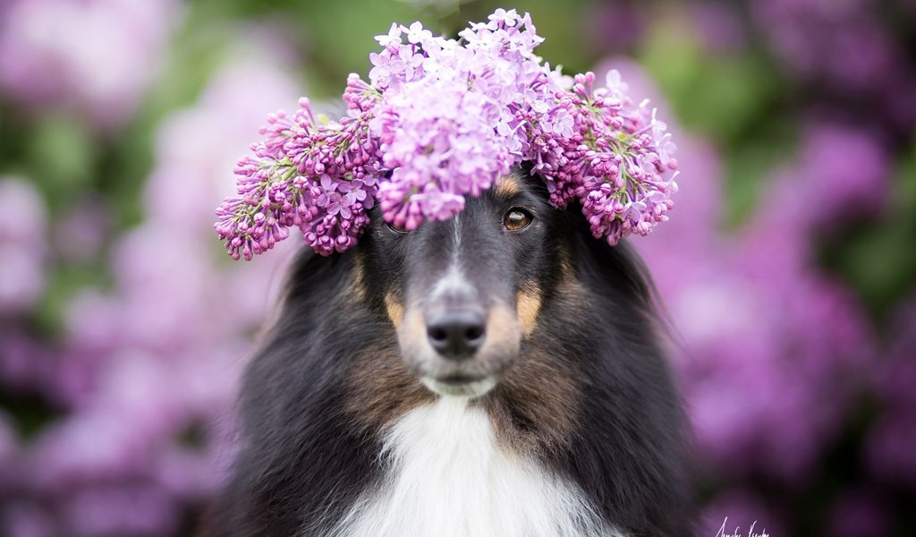 Обои цветы, собака, размытость, венок, сирень, колли, шотландская овчарка, flowers, dog, blur, wreath, lilac, collie, scottish shepherd разрешение 2048x1365 Загрузить