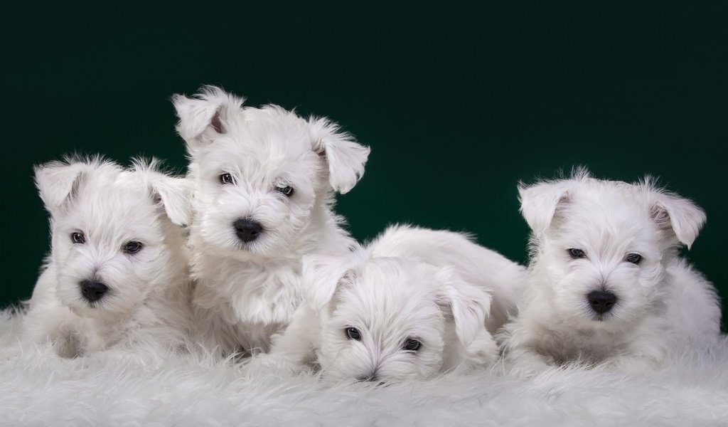 Обои щенки, собаки, терьер, вест-хайленд-уайт-терьер, white terriers, puppies, dogs, terrier, the west highland white terrier разрешение 1920x1200 Загрузить
