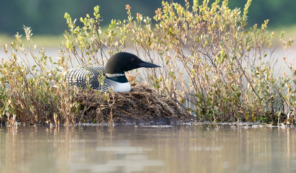 Обои трава, природа, водоем, птица, клюв, черноклювая гагара, гагара, grass, nature, pond, bird, beak, chernokova loon, loon разрешение 2048x1293 Загрузить