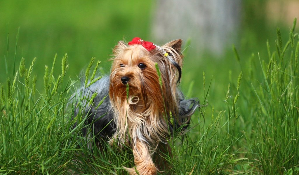 Обои трава, зелень, собака, йорк, йоркширский терьер, grass, greens, dog, york, yorkshire terrier разрешение 1920x1280 Загрузить