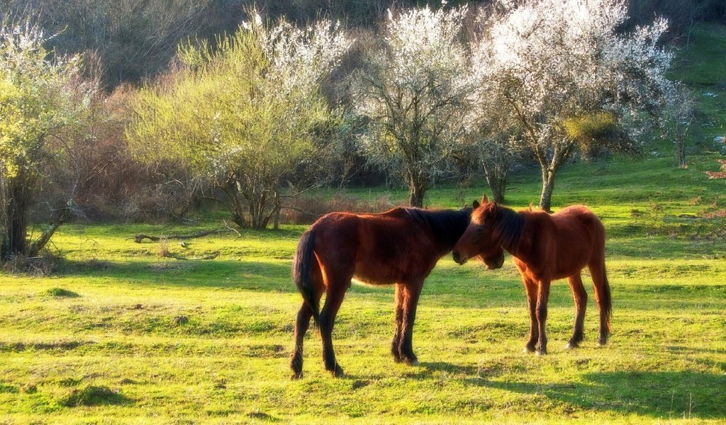 Обои солнце, весна, лошади, кони, сочи, кавказ, евгений никишин, the sun, spring, horse, horses, sochi, the caucasus разрешение 1920x1280 Загрузить