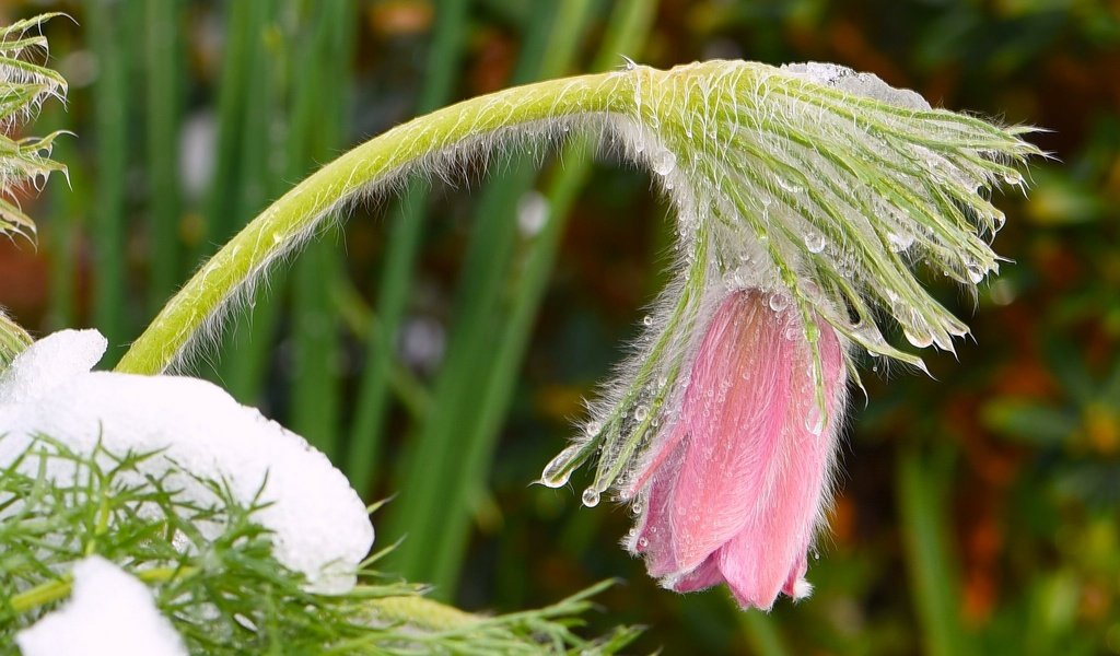 Обои снег, цветок, весна, розовые, капли воды, сон-трава, прострел, snow, flower, spring, pink, water drops, sleep-grass, cross разрешение 2048x1327 Загрузить