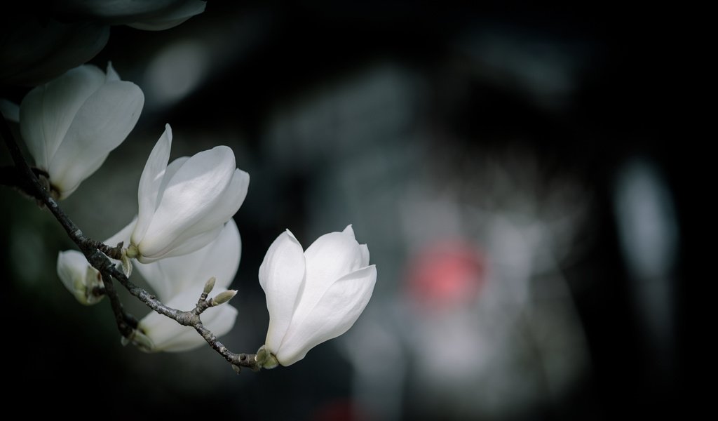 Обои цветы, ветка, цветение, бутоны, весна, белые, боке, магнолия, flowers, branch, flowering, buds, spring, white, bokeh, magnolia разрешение 3000x1684 Загрузить