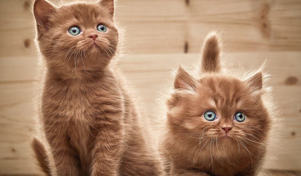 Обои взгляд, котята, двое, look, kittens, two разрешение 3872x3195 Загрузить