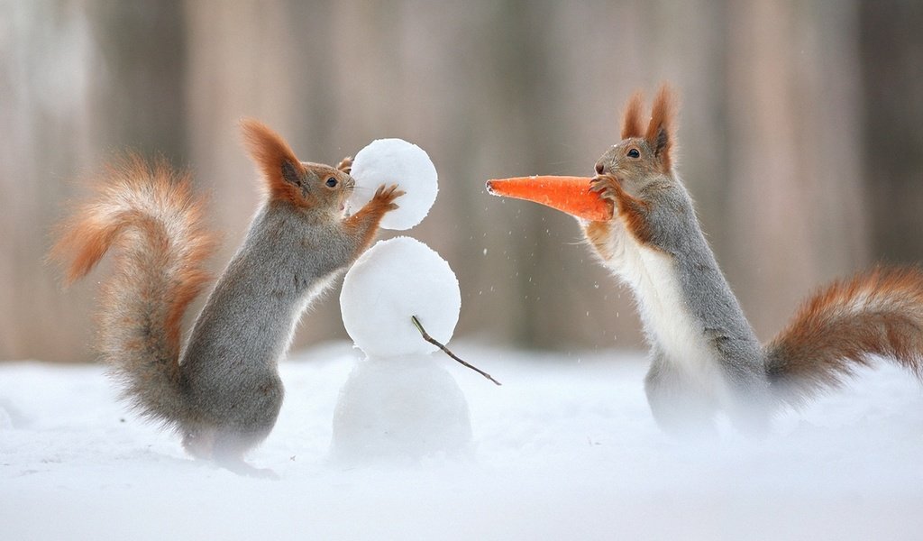 Обои снег, зима, снеговик, юмор, хвост, морковка, белки, белочки, snow, winter, snowman, humor, tail, carrot, proteins, squirrels разрешение 1920x1200 Загрузить