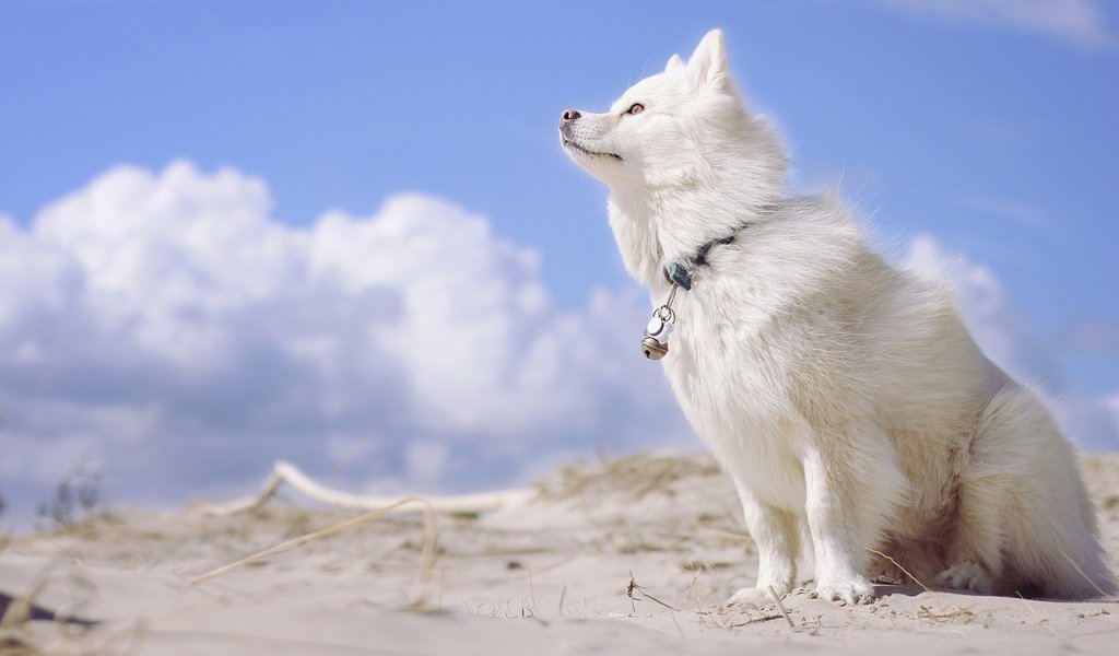 Обои небо, облака, собака, финский лаппхунд, лопарская лайка, the sky, clouds, dog, finnish lapphund, loparskaya husky разрешение 2880x1800 Загрузить