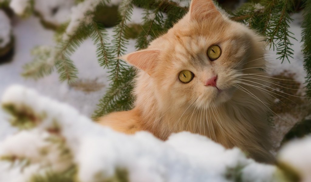 Обои глаза, снег, природа, зима, кот, усы, кошка, взгляд, рыжий, red, eyes, snow, nature, winter, cat, mustache, look разрешение 2880x1800 Загрузить