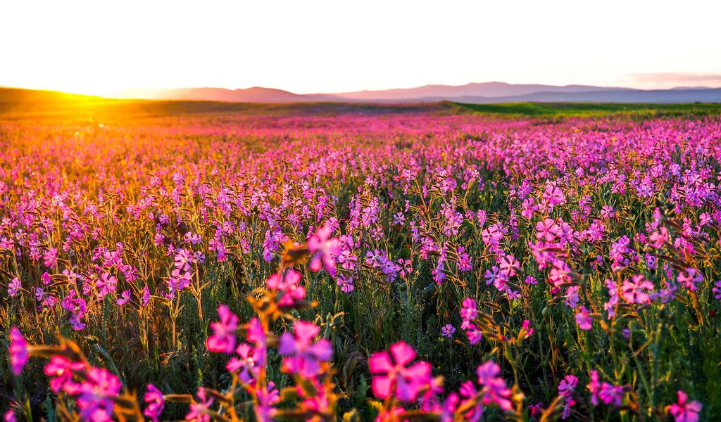 Обои цветы, природа, утро, поле, горизонт, рассвет, flowers, nature, morning, field, horizon, dawn разрешение 1920x1080 Загрузить