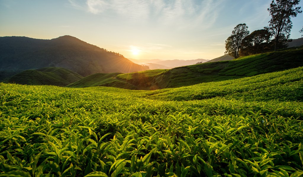 Обои холмы, природа, пейзаж, чай, малайзия, чайная плантация, hills, nature, landscape, tea, malaysia, tea plantation разрешение 3840x2400 Загрузить