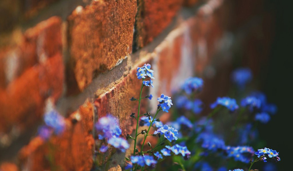 Обои цветы, стена, кирпич, незабудки, flowers, wall, brick, forget-me-nots разрешение 1920x1200 Загрузить