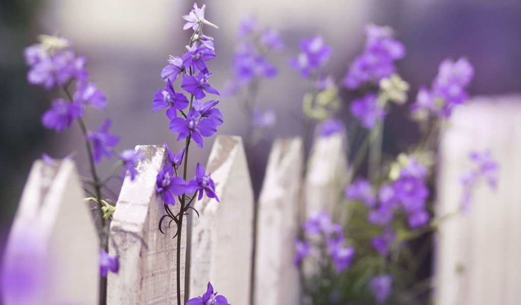 Обои цветы, макро, забор, фиолетовые, дельфиниум, flowers, macro, the fence, purple, delphinium разрешение 1920x1200 Загрузить