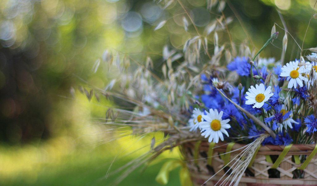 Обои цветы, колоски, ромашки, корзина, васильки, flowers, spikelets, chamomile, basket, cornflowers разрешение 1920x1200 Загрузить