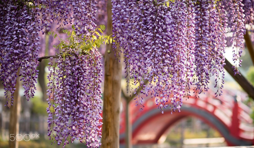 Обои цветы, цветение, весна, глициния, вистерия, flowers, flowering, spring, wisteria разрешение 1920x1200 Загрузить