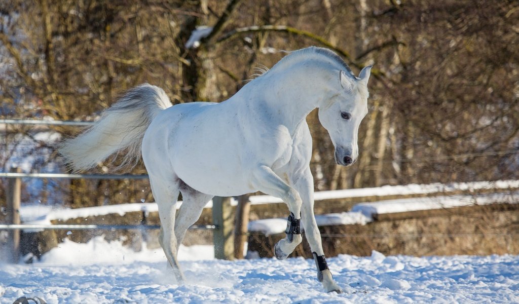 Обои лошадь, снег, зима, конь, бег, грация, (с) oliverseitz, horse, snow, winter, running, grace, (c) oliverseitz разрешение 2880x1800 Загрузить