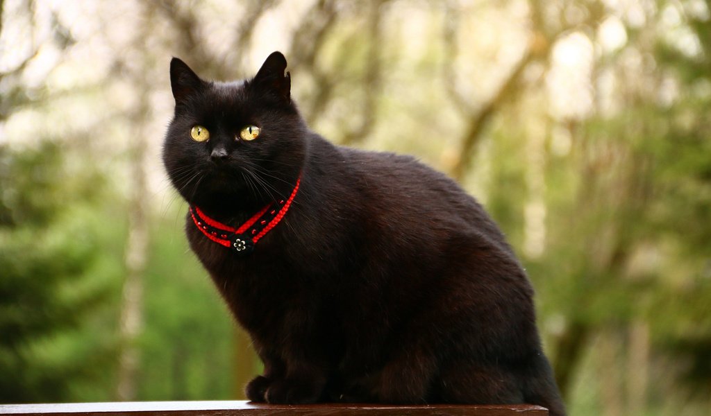 Обои глаза, фон, кот, усы, кошка, взгляд, кот.черный, eyes, background, cat, mustache, look, cat.black разрешение 1920x1200 Загрузить