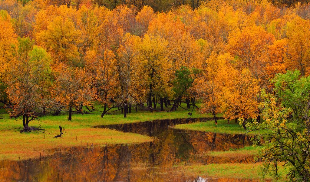 Обои деревья, река, природа, лес, пейзаж, осень, trees, river, nature, forest, landscape, autumn разрешение 1920x1200 Загрузить
