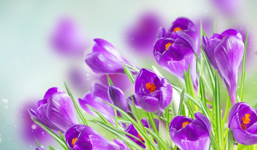 Обои цветы, весна, крокусы, flowers, spring, crocuses разрешение 2880x1800 Загрузить